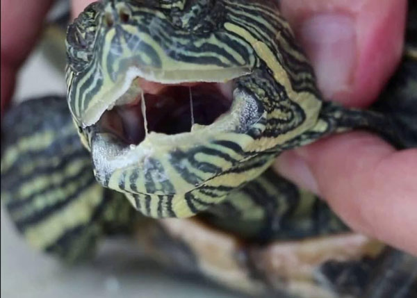 What causes your turtle to sneeze