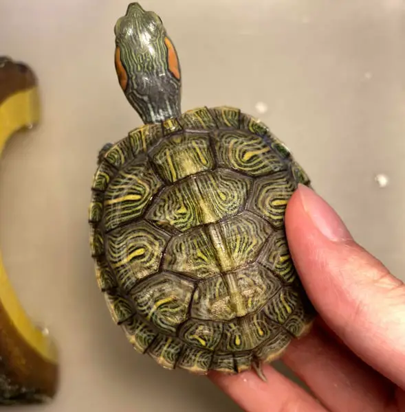 What do white spots on my baby turtle’s shell mean