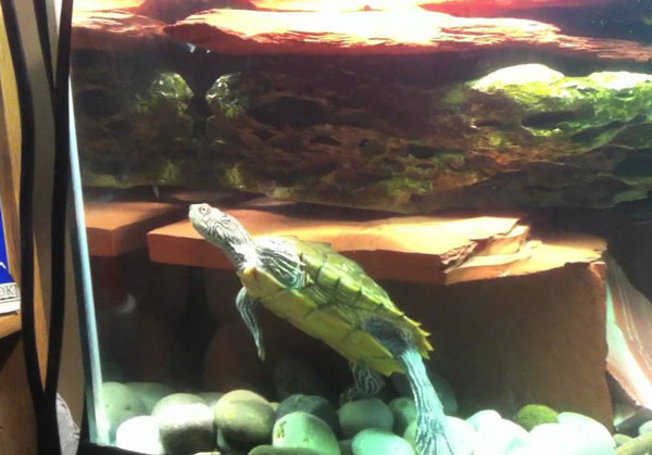 What does a Mississippi Map Turtle need in a tank