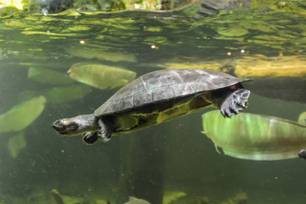 What does a Western Pond Turtle need in a tank