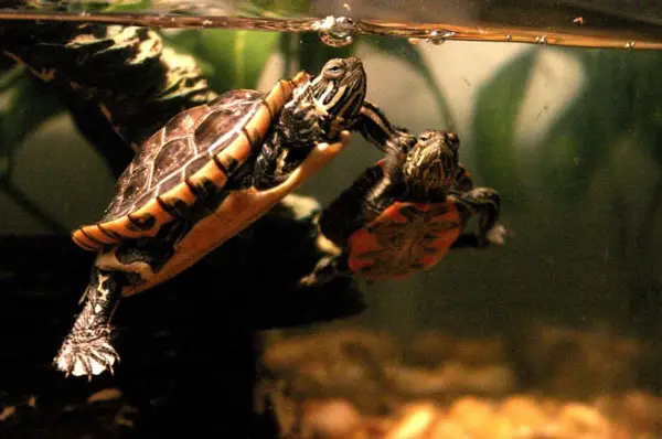 What does a painted turtle need in a tank