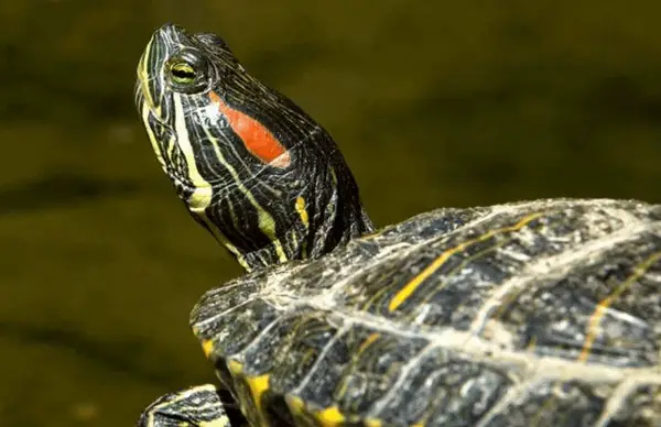 What does it mean when a turtle's shell turns white