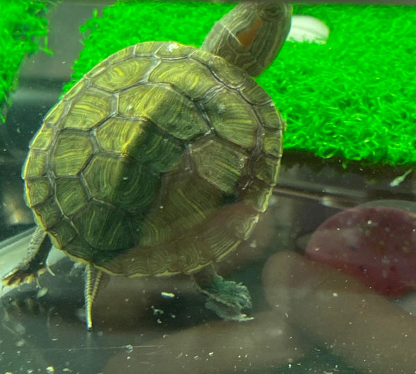 What is the white stuff on my turtle