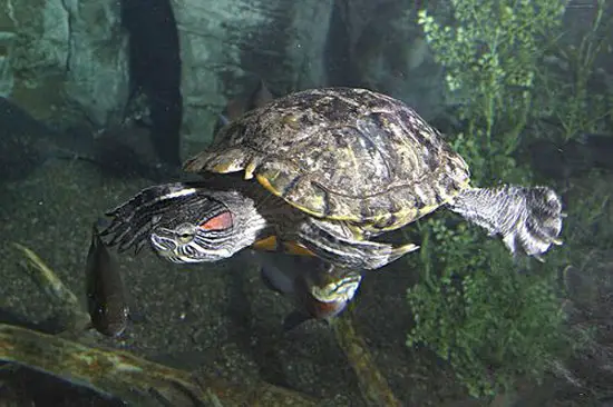 Why is My Red Ear Slider Turtle So Restless?