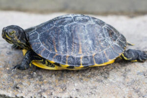 Why Is My Turtle's Shell Turning White?