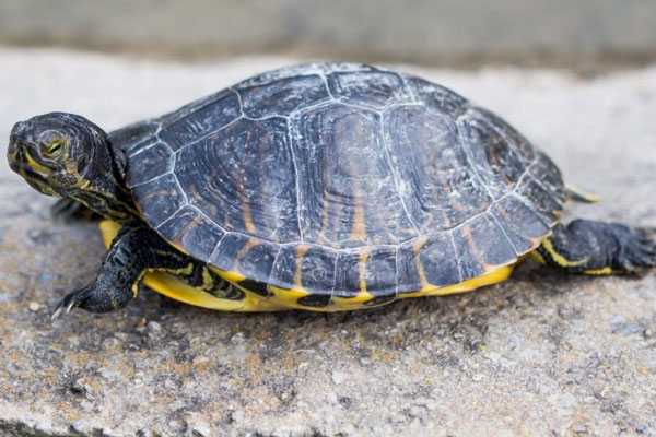 What should you do if your turtle’s shell turns white
