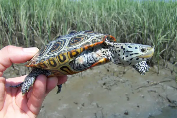 What to Feed Your Terrapin