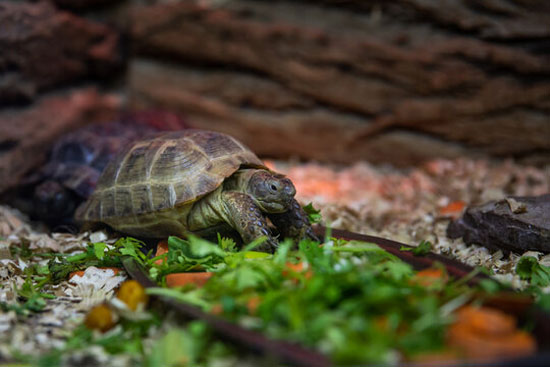 What to do if your turtle eats a rock