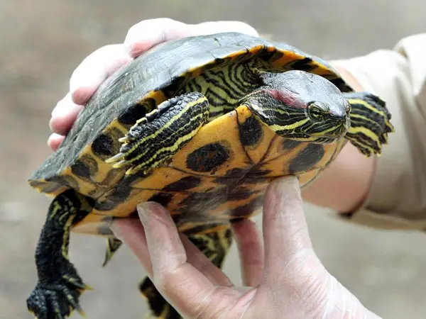 What to do if your turtle is sneezing