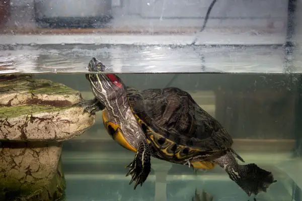 What to put in a turtle tank to make it happy