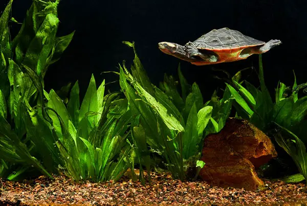 How to change water in turtle tank