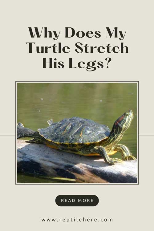 Why Does My Turtle Stretch His Legs