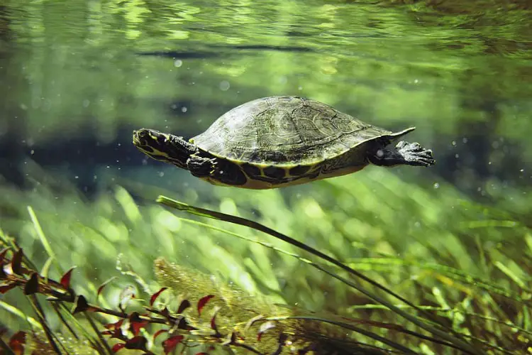 Why Does My Turtle Swim Frantically