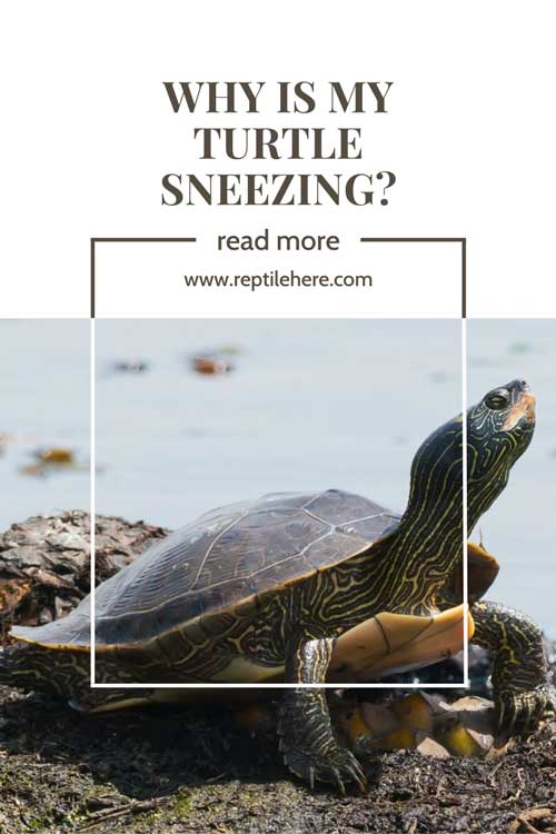 Why Is My Turtle Sneezing