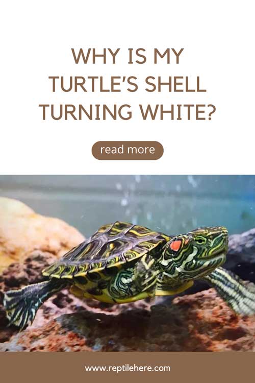 Why Is My Turtle's Shell Turning White