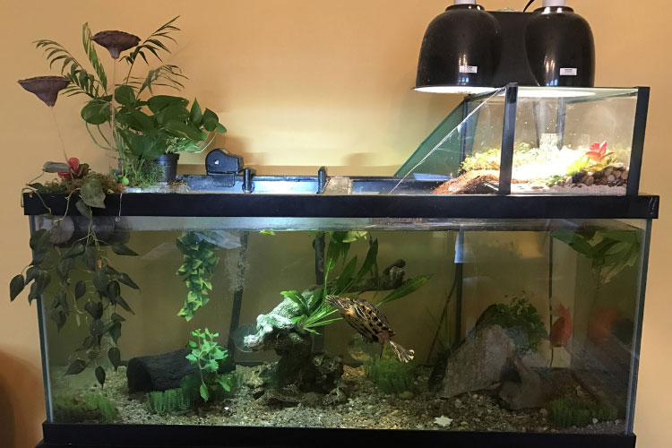 Why Is There Mold In Turtle Tank: How To Get Rid Of It?