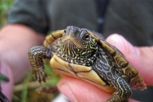 Why is my turtle biting his arm