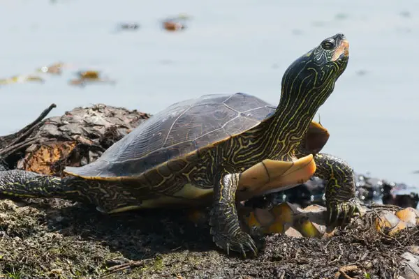 Why is my turtle sneezing after eating