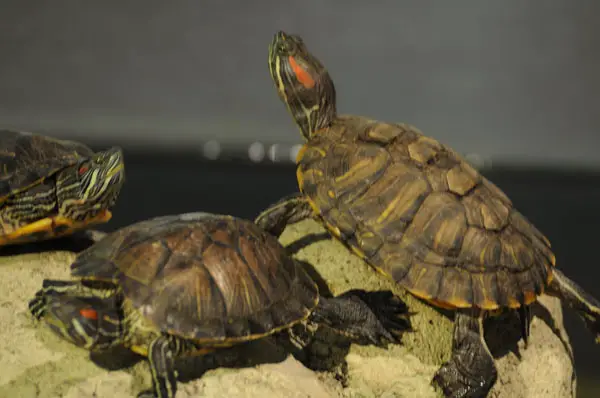 Why is your red-eared slider freaking out