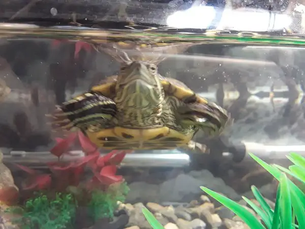 Why is your turtle swimming fast