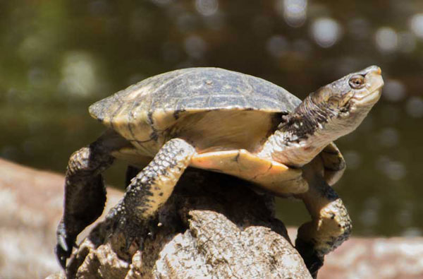 Basic information about the western pond turtle