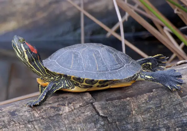 turtle is sneezing