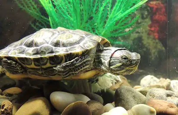 turtle trying to escape Stress