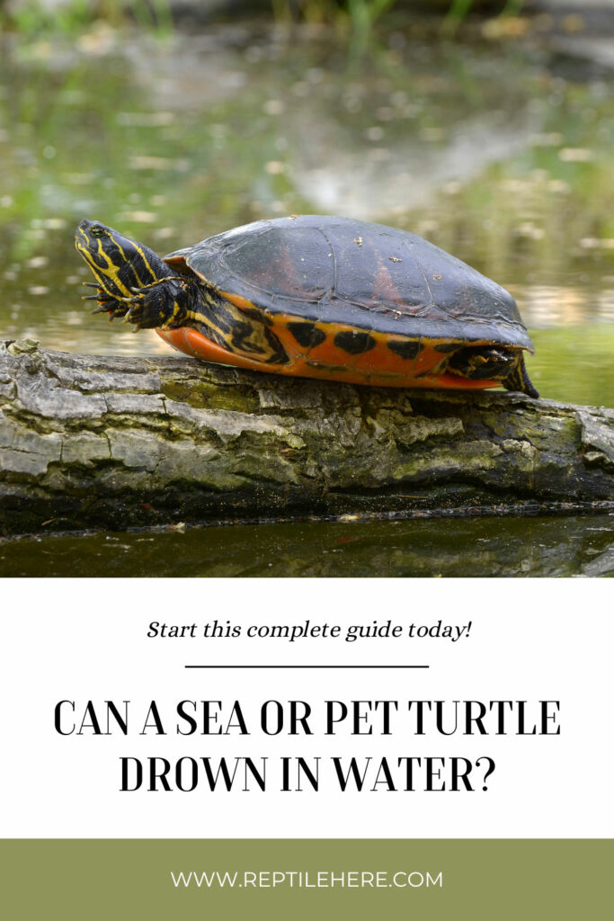 Can A Sea or Pet Turtle Drown in Water