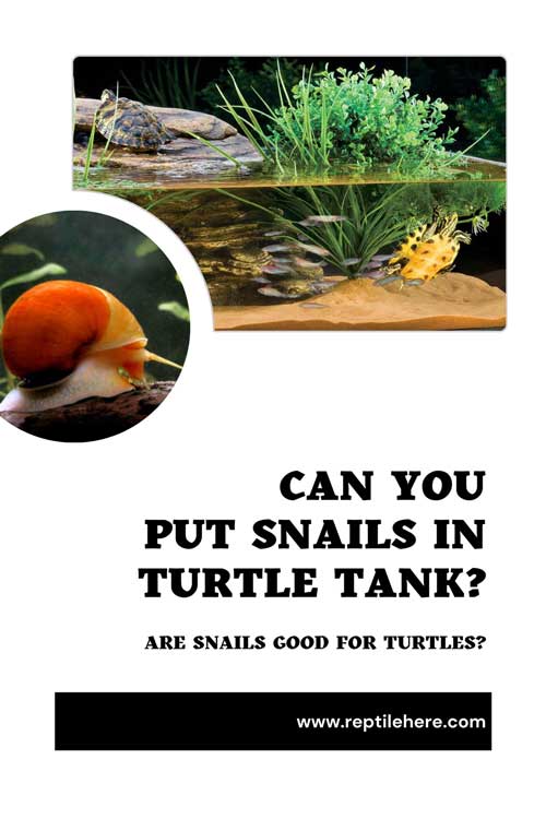 Can You Put Snails in Turtle Tank