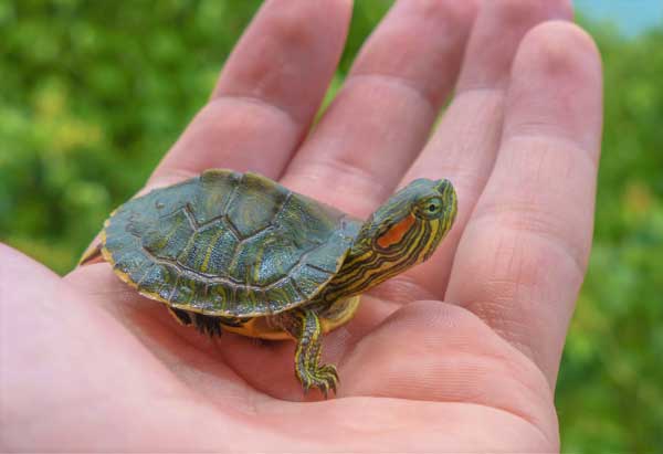 Can baby turtle get shell pyramiding