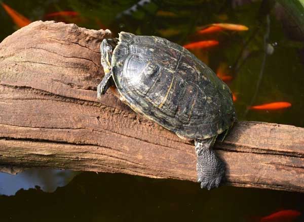 Can turtles drown while sleeping