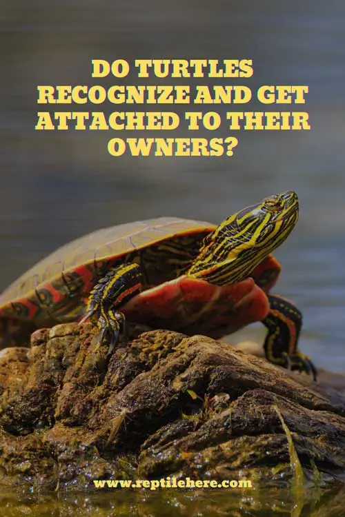 Do Turtles Recognize And Get Attached To Their Owners