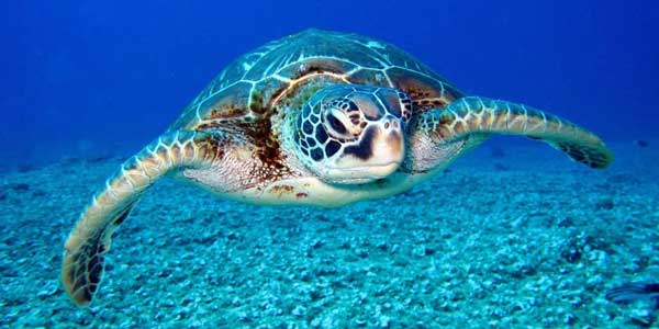 Do sea turtles drown