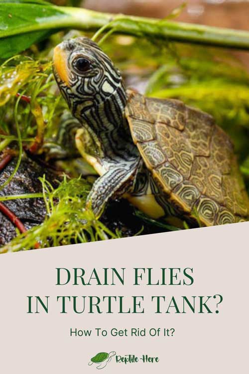 Drain Flies In Turtle Tank