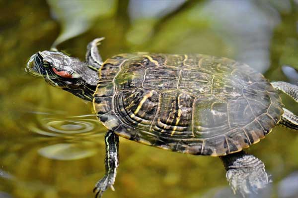 Drowning in turtles