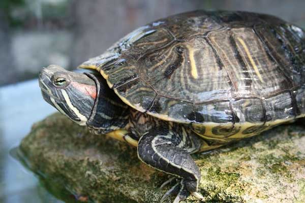 Early Signs of pyramiding in turtles
