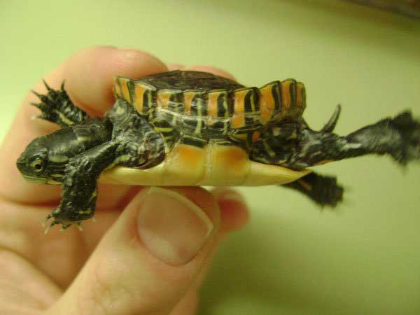 How Do You Treat MBD In Turtles
