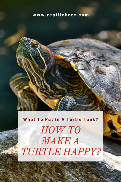How To Make A Turtle Happy