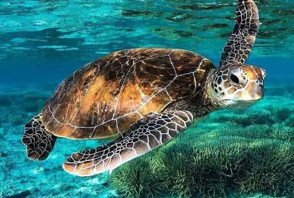 How long can a turtle stay underwater