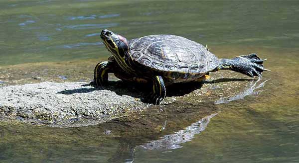 Signs of turtle drowning