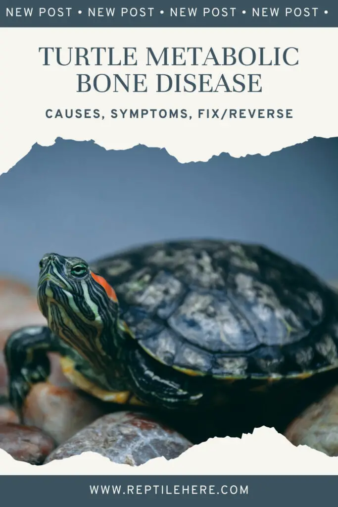 Turtle Metabolic Bone Disease