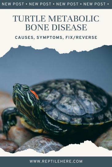 Tips For Recognizing And Preventing Metabolic Bone Disease In Turtles
