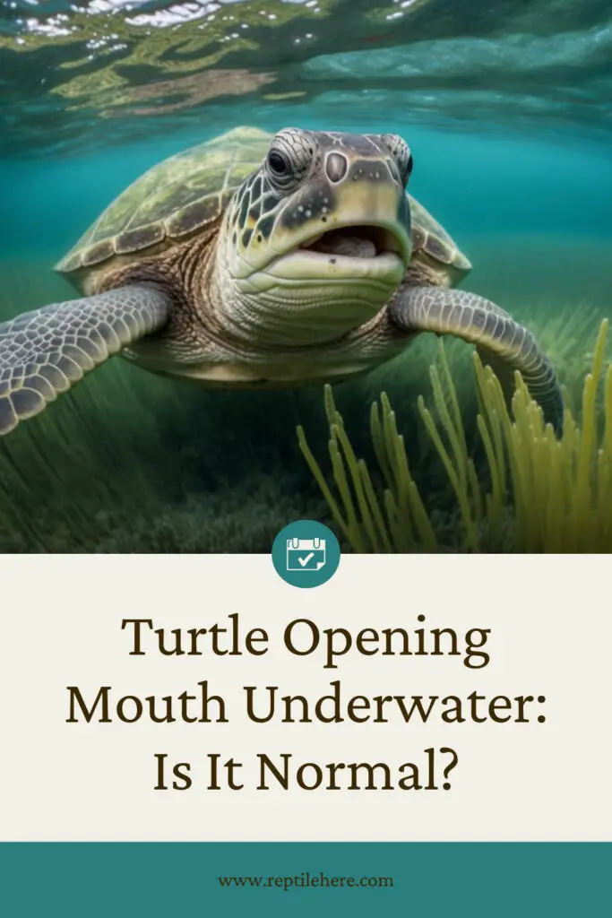 Turtle Opening Mouth Underwater