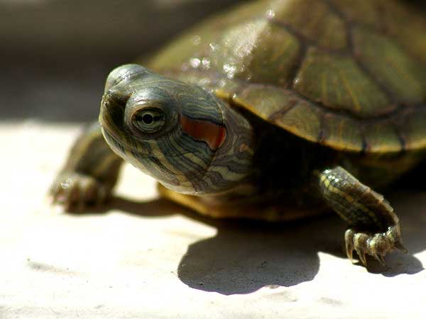 Turtle Other diseases