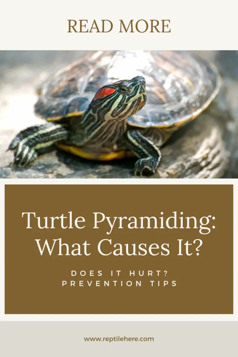 Turtle Pyramiding: What Causes It? Does It Hurt? Prevention Tips