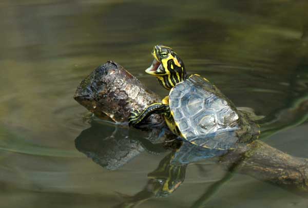 My turtle yawns underwater too much