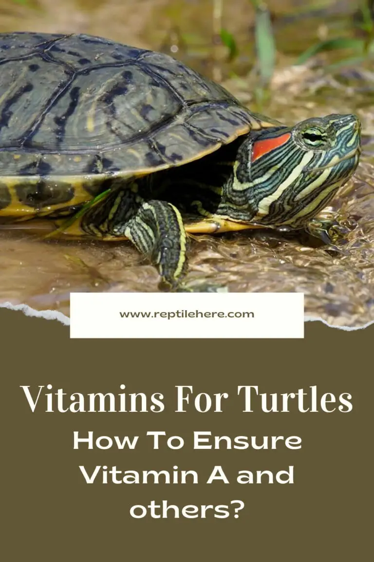 Vitamins For Turtles How To Ensure Vitamin A and others?
