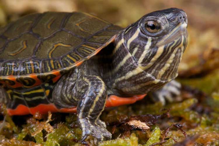 Vitamins For Turtles: How To Ensure Vitamin A and others?