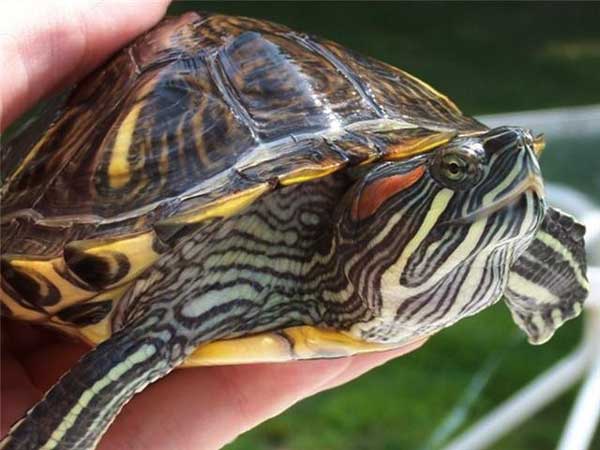 What are the causes of pyramiding in turtles