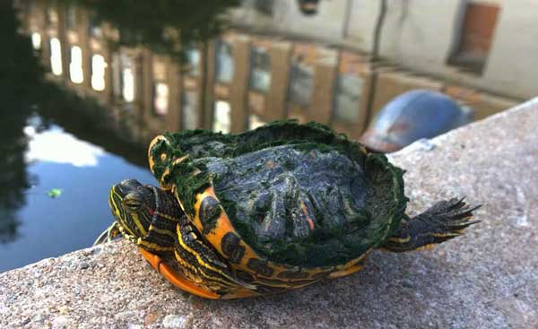 What causes MBD in turtles